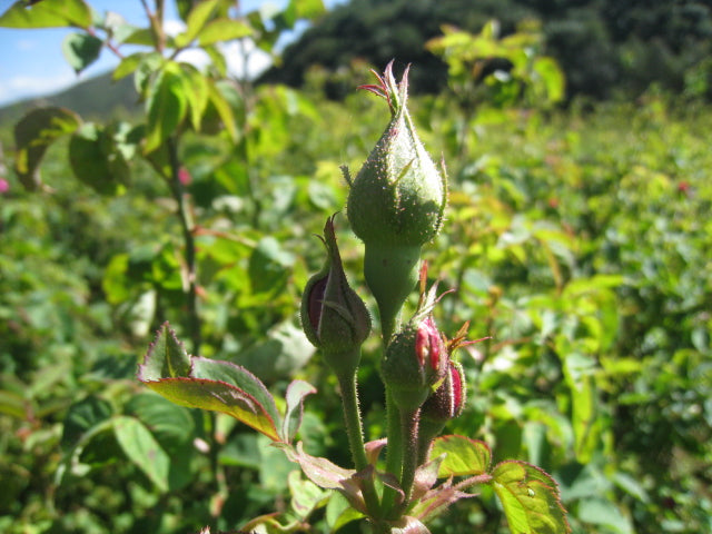 Yunnan Sun-Dried Wild Rose Buds from Wenshan | Yunnan Sourcing Tea Shop