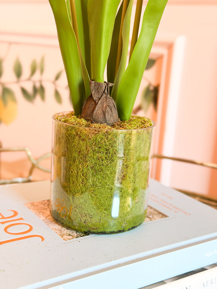 15” Tulip in Plastic Pot - Fuchsia