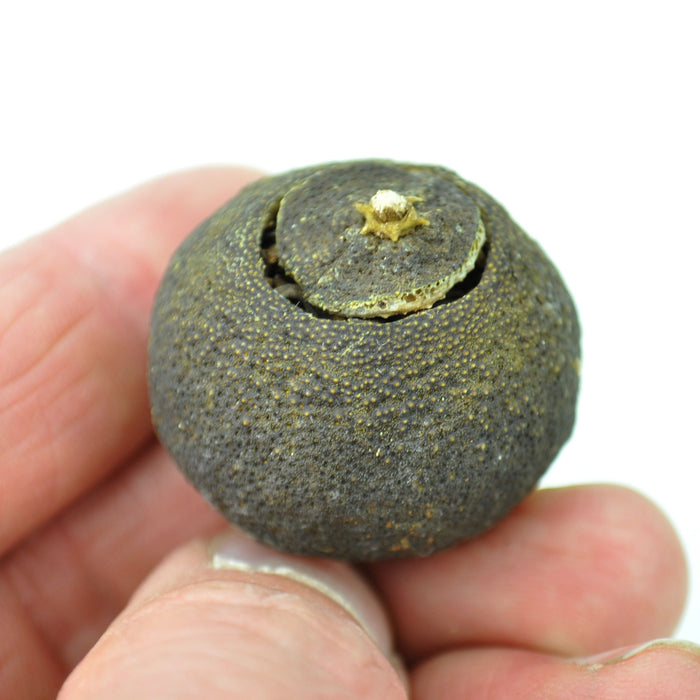 Gong Ting Ripe Pu-erh Tea Cured in King Orange | Yunnan Sourcing Tea Shop