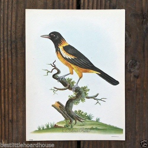 ICTERUS ORIOLE Bird Lithograph Art Print 1920s
