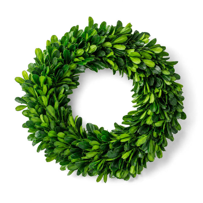 Preserved Boxwood Wreath 8 inch featuring dense lush green leaves isolated on a white background
