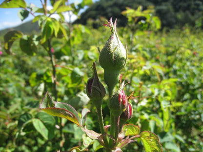 Yunnan Sun-Dried Wild Rose Buds from Wenshan | Yunnan Sourcing Tea Shop